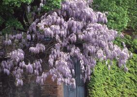 un árbol con púrpura flores creciente en eso foto