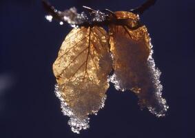 a leaf with frost on it hanging from a tree photo