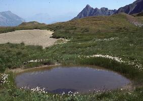 a small pond in a field with a mountain in the background photo