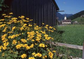 a yellow flower in front of a barn photo