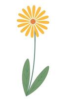 Beautiful yellow flower isolated on white background. graphics. Artwork design element. Cartoon design for poster, icon, card, logo, label. vector