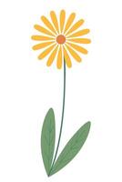 hermosa amarillo flor aislado en blanco antecedentes. gráficos. obra de arte diseño elemento. dibujos animados diseño para póster, icono, tarjeta, logo, etiqueta. vector