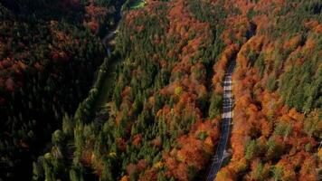 vliegend over- een herfst Woud en een leeg weg 4k achtergrond video