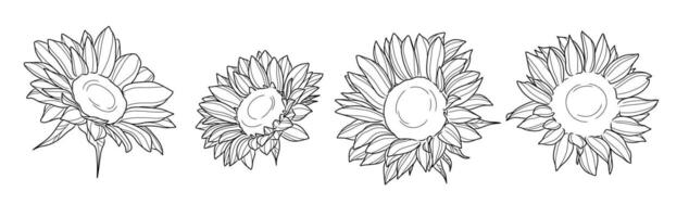 Sunflower elegant line art illustration set, isolated flower heads vector