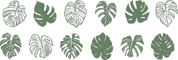 Monstera leaf illustration set, isolated hand drawn tropical leaves, silhouette and line art vector