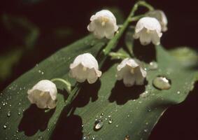 lily of the valley flowers photo