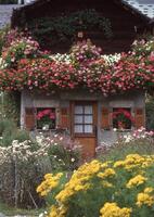 a house with flowers on the roof photo