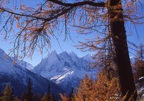 a tree with leaves and branches in front of a mountain photo