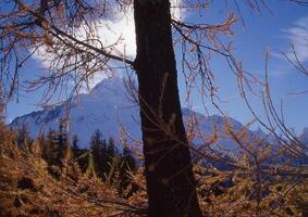 un árbol con un montaña en el antecedentes foto