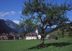 un árbol en medio de un campo foto