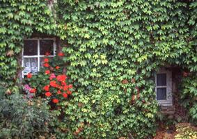 a window with flowers in a window box photo