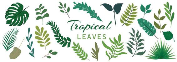 Jungle leaves. Cartoon different tropical plants. Palm, banana, monstera. Botanical green foliage elements. Summer paradise exotic leaf. Floral elements. vector