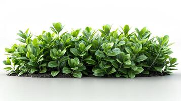 verde planta aislado. verde arbusto en blanco antecedentes foto