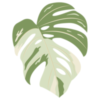 a Monstera leaf isolated on background png