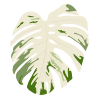 Monstera leaves isolated on background png