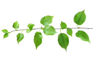 Green leaves isolated on transparent background png