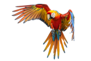 Colorful macaws flying in the tropical forest png