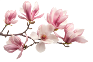 Magnolia flowers isolated on transparent background with clipping path. Spring flowers png