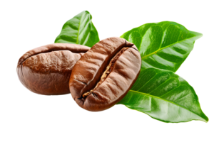 Coffee beans with green leaves isolated on transparent background. Clipping path png