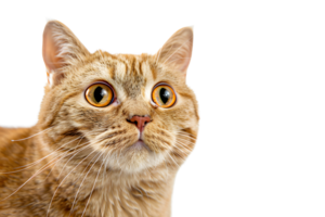 Portrait of cat on transparent background png