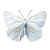 White butterfly isolated on transparent background png