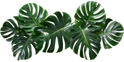Realistic Detailed 3D Green Monstera Leaf png