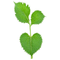 Nessel Blatt Oval Grün Blatt mit gezähnt Kanten und stechend Haare leicht zerknittert Urtica dioica png