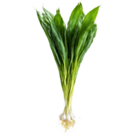 Ramps with slender leaves and bulbs in dramatic splash of water Food and culinary concept png