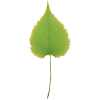 cendre feuille composé Jaune feuille avec étroit dépliants et une lisse texture chute doucement fraxinus png