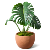 Monstera large green split leaves with unique perforations in a textured terracotta pot with moss png