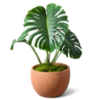 Monstera large green split leaves with unique perforations in a textured terracotta pot with moss png