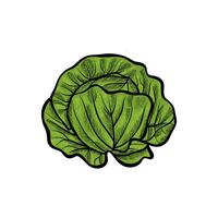 cabbage hand drawn illustration with color vector