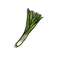 spring onion hand drawn illustration with color vector