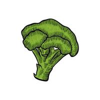 ilustración de verde brócoli con color vector