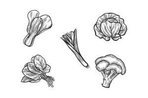 vegetable set illustration in black and white vector