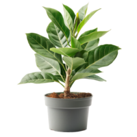 Indoor Potted Bay Leaves Plant png