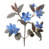 Blue Borage Flowers and Leaves png
