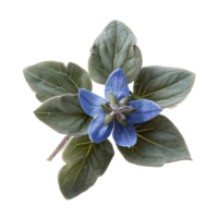 Blue Borage Flower Isolated png