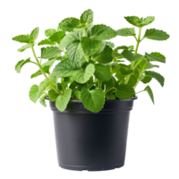 Fresh Catnip Plant in Pot png