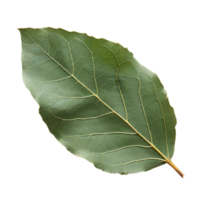 geïsoleerd groen blad png