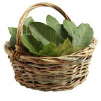 Wicker Basket Full of Fresh Bay Leaves png