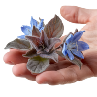 Human Hand Holding Blooming Borage Flowers png