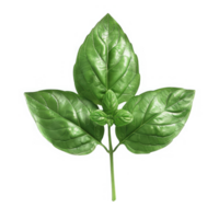 grön basilika blad png