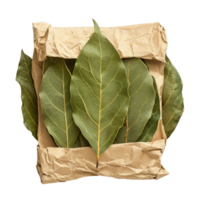 Bay Leaves on Crumpled Paper png