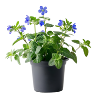 em vaso azul borragem flor plantar png