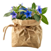 Blue Borage Flowers in Brown Paper Pot png