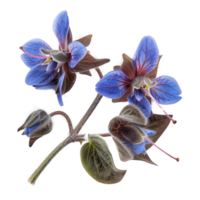 vivace borragine fiori isolato su nero png