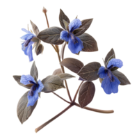 Borage Flowers with Purple Leaves on Black png