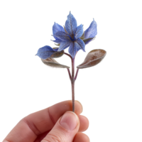 delicaat borage bloem in een hand- png