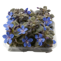 Potted Borage Plant with Blossoms png